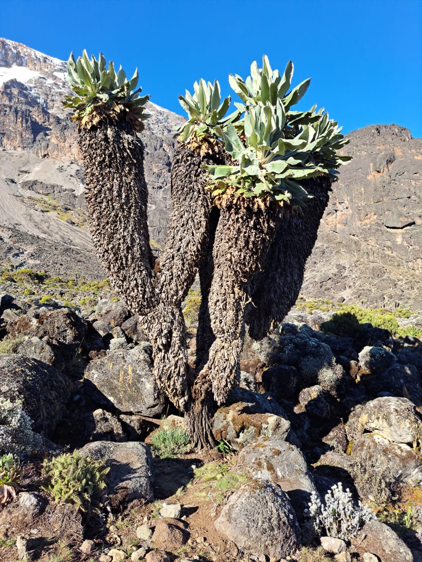 Machame Route Experience - View 6